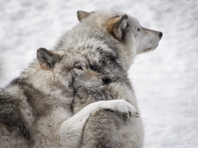 farkasok védettsége