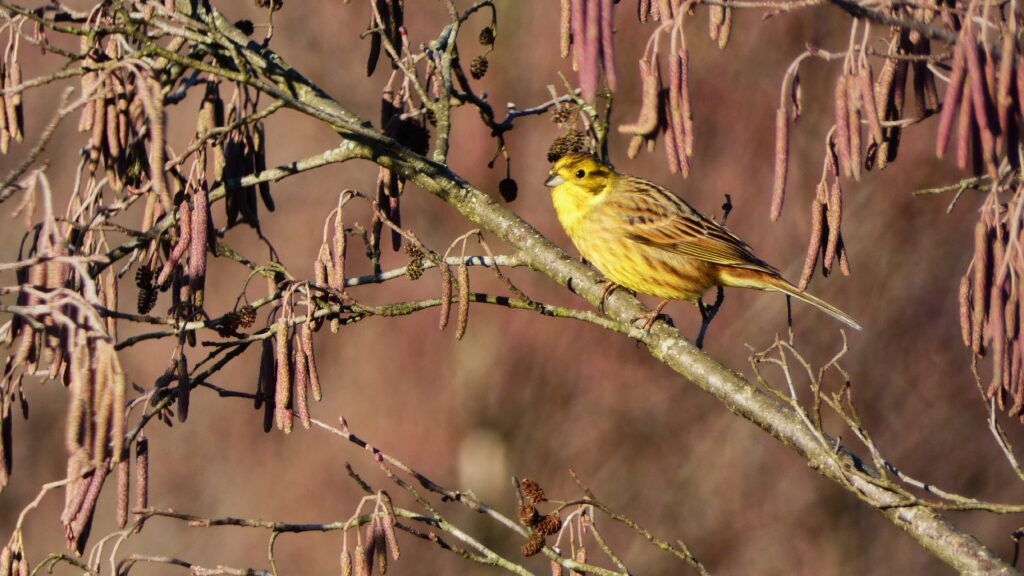1 citromsármány 3 Emberiza citrinella
