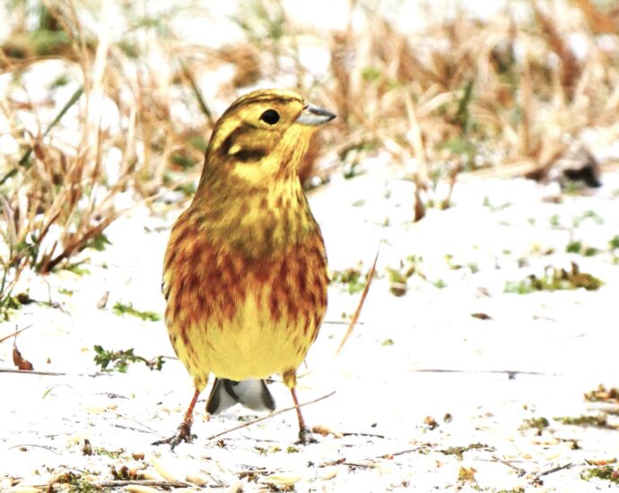 Citromsármány a madáretetőn sármányok Emberiza citrinella yellowhammer