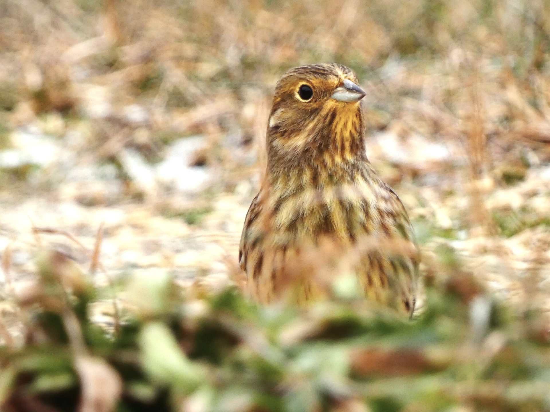 1-citromsarmany-emberiza citrinella madáretető vonulás kóborlás