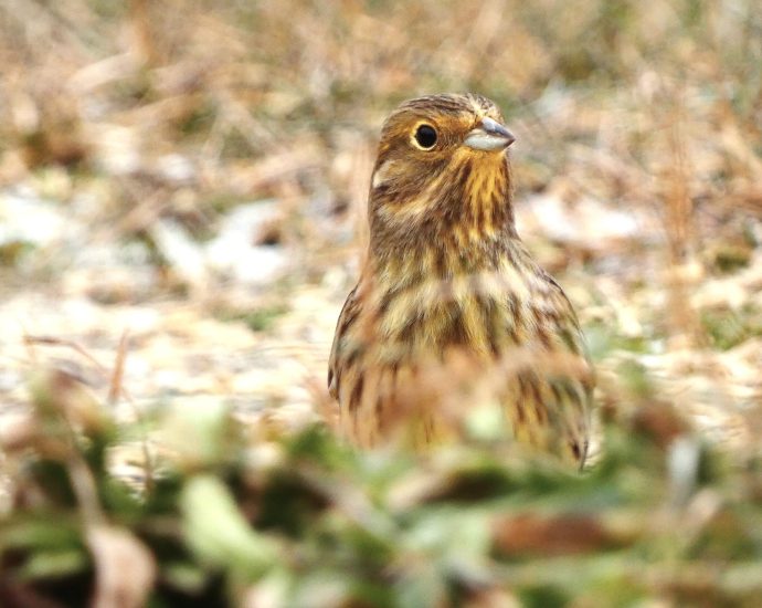 1-citromsarmany-emberiza citrinella madáretető vonulás kóborlás