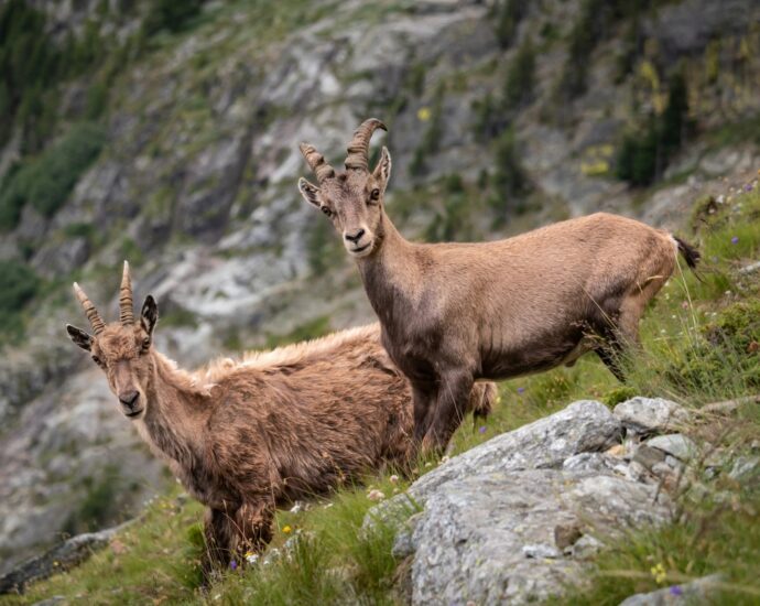 alpesi kőszáli kecskék