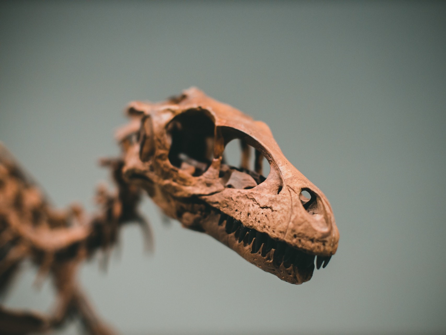 dinoszaurusz-csontvázak