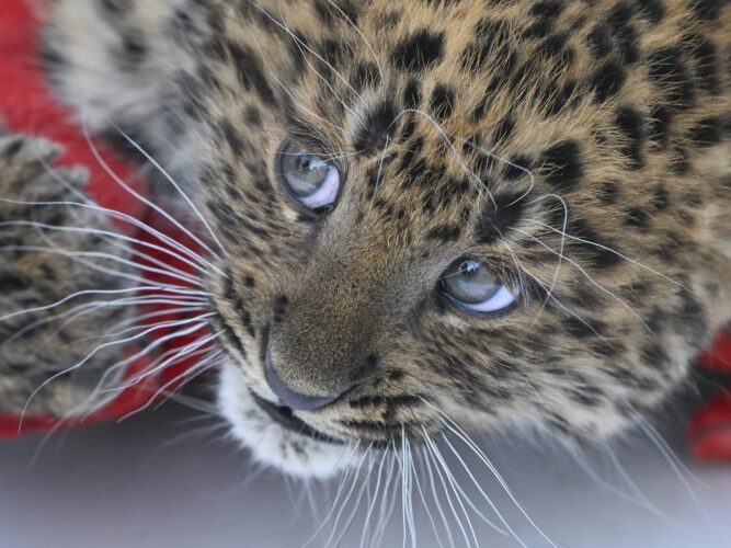 észak-kínai leopárd