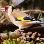 tengelic carduelis madáretetés