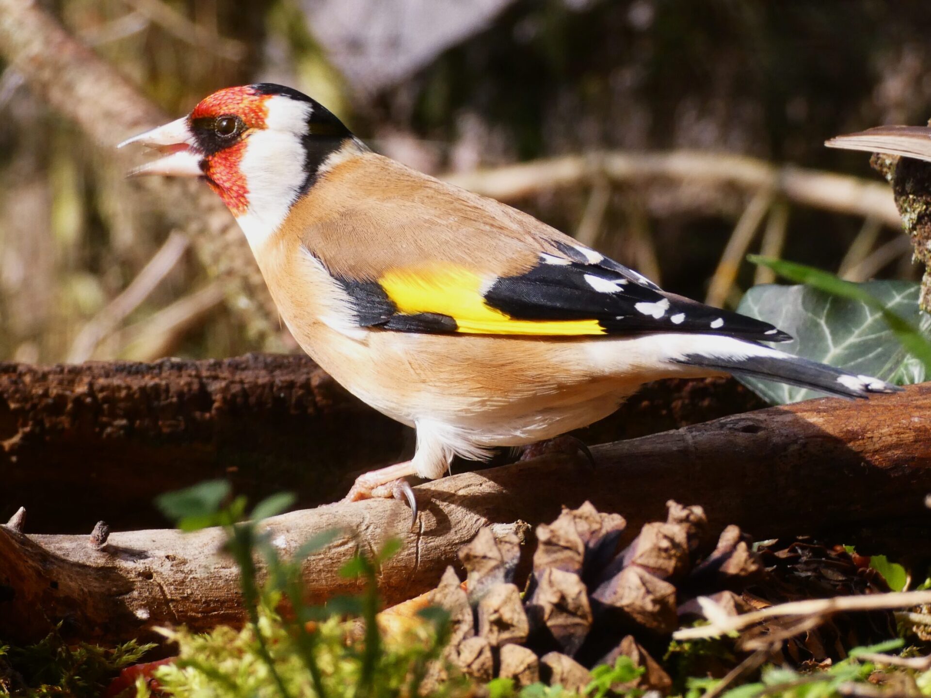 tengelic carduelis madáretetés