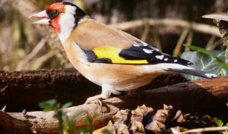 tengelic carduelis madáretetés