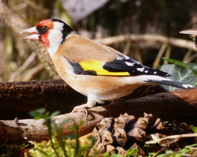 tengelic carduelis madáretetés