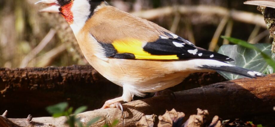 tengelic carduelis madáretetés