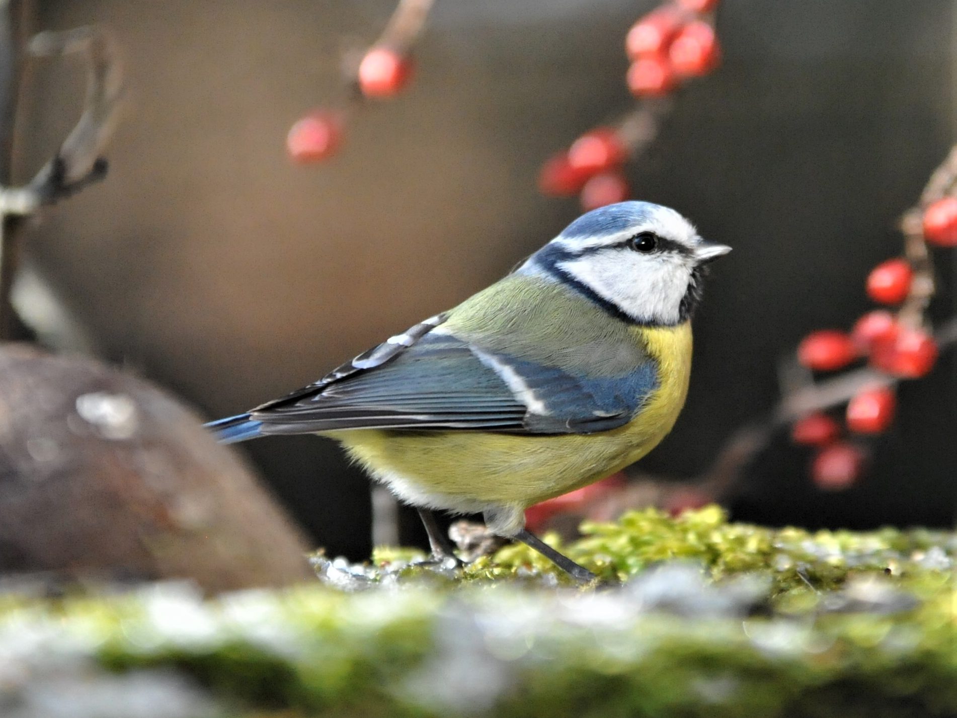 kék cinege kert madáretető