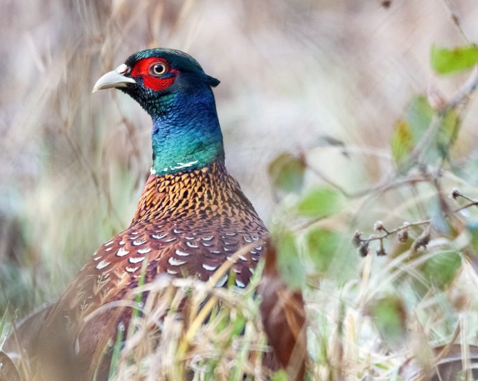 fácán Phasianus colchicus