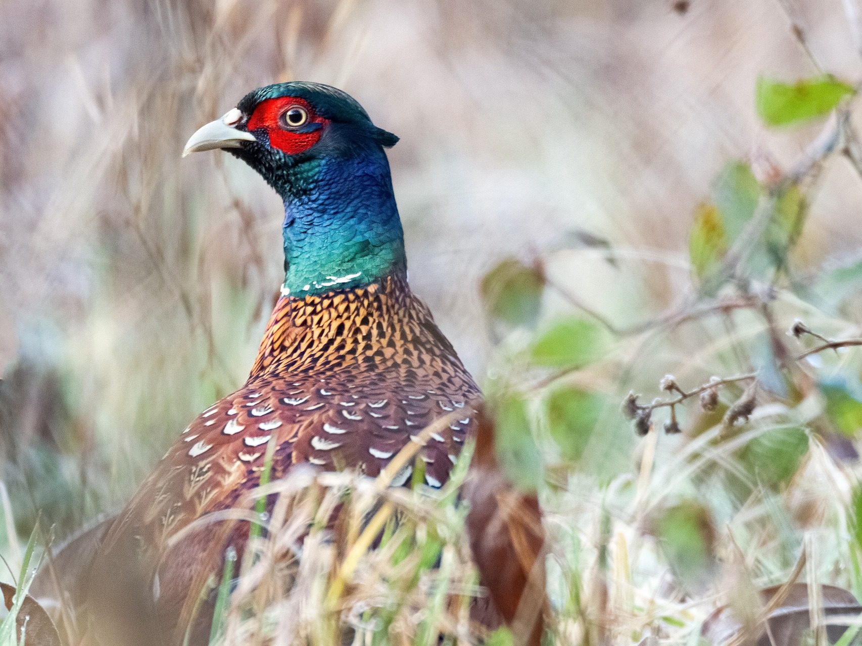 fácán Phasianus colchicus