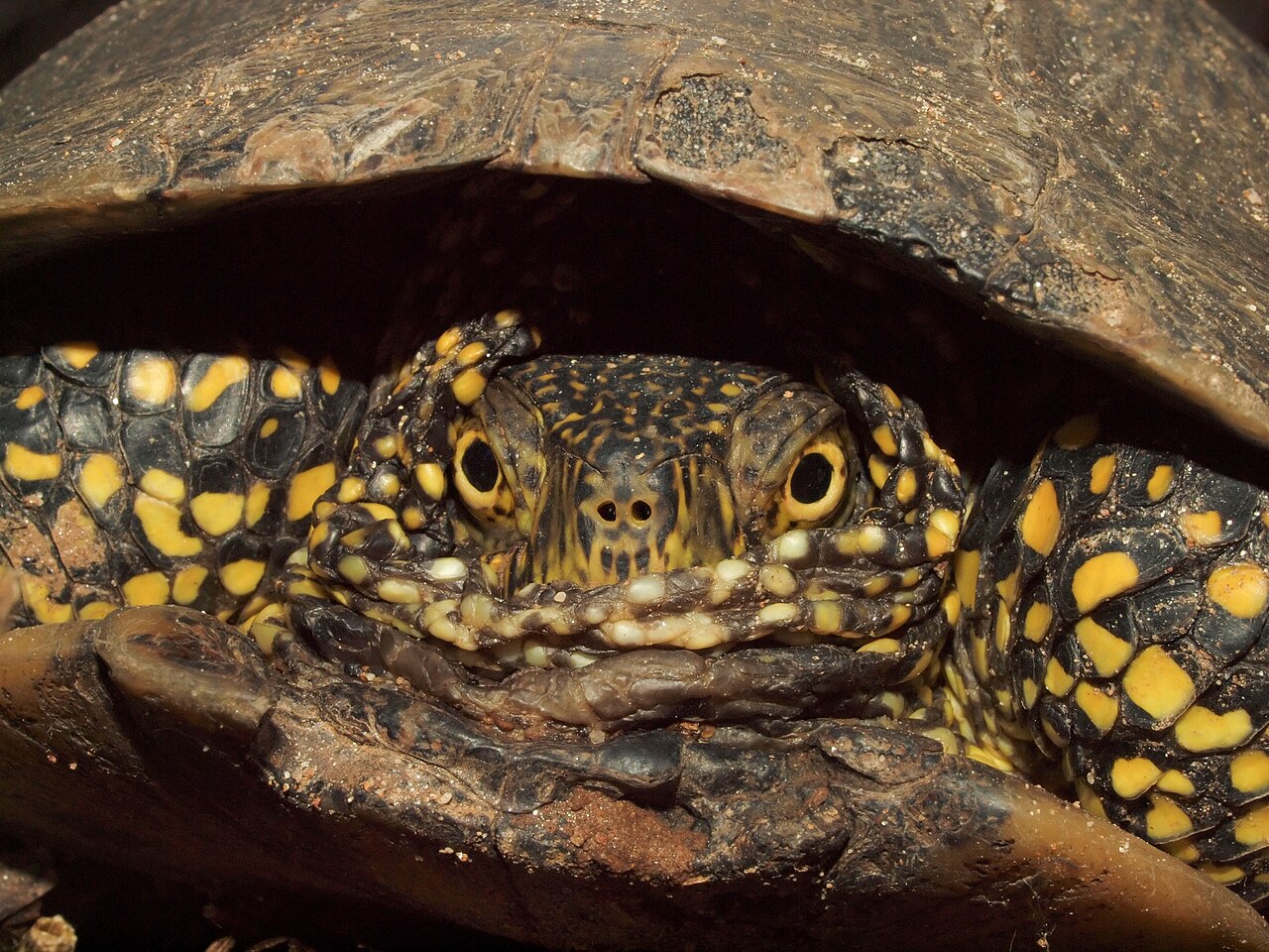 mocsári teknős Emys orbicularis wiki