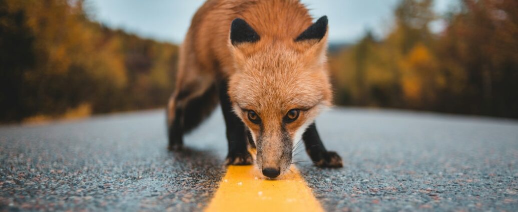 róka vulpes fox rókák vakcinázása beteg sérült
