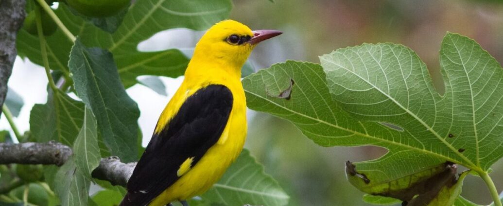 Sárgarigó Golden Oriole Oriolus oriolus
