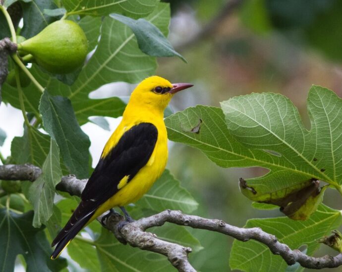 Sárgarigó Golden Oriole Oriolus oriolus