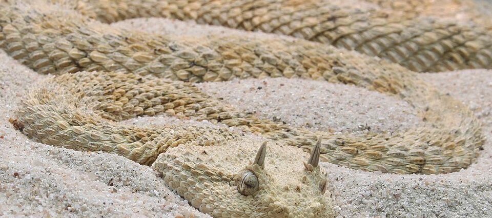 szarvasvipera