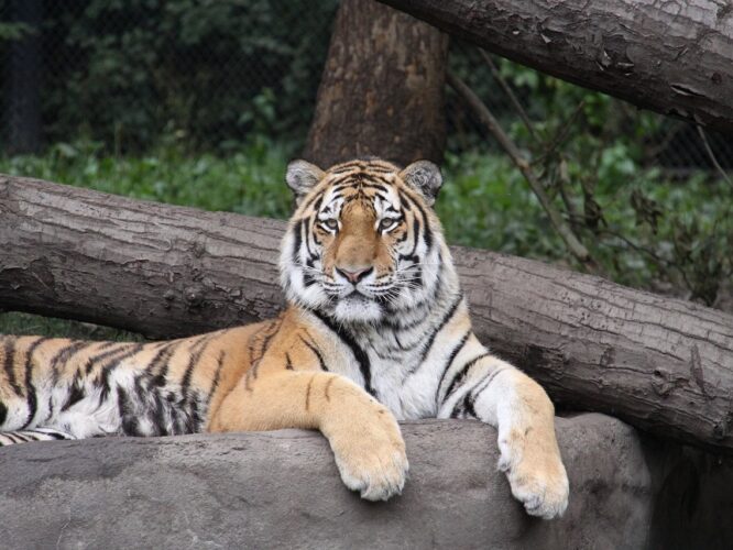 szibériai tigris