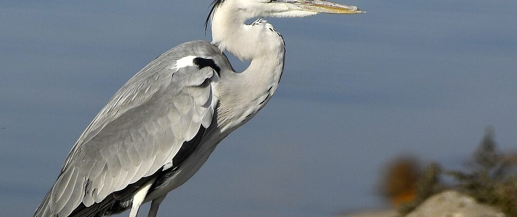 szürke gém Ardea cinerea gémek gémfélék vízimadarak