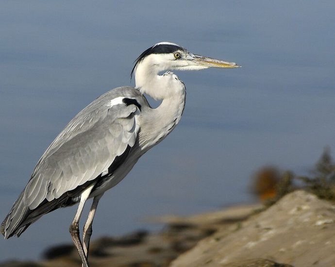szürke gém Ardea cinerea gémek gémfélék vízimadarak