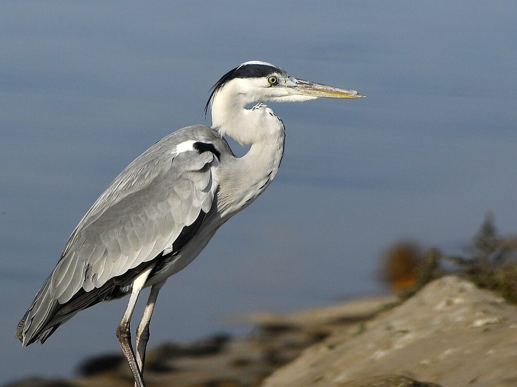 szürke gém Ardea cinerea gémek gémfélék vízimadarak