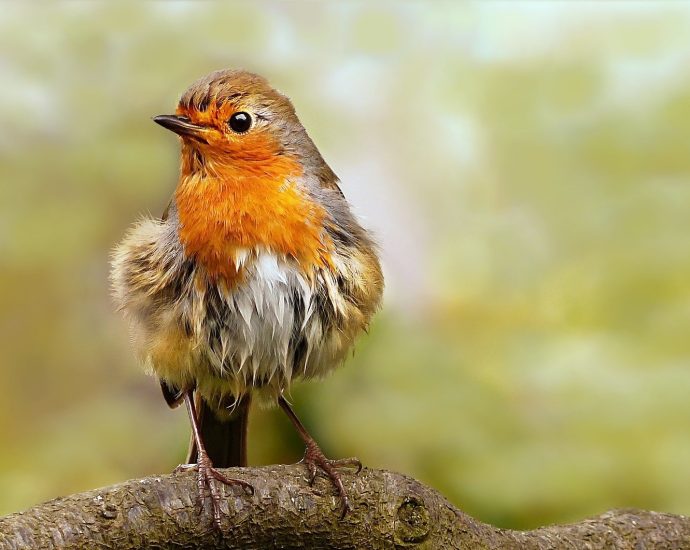 vörösbegy Erithacus rubecula Robin énekesmadarak a kertben pixabay vágott