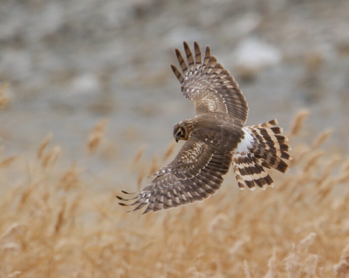 Hen Harrier (Circus cyaneus)