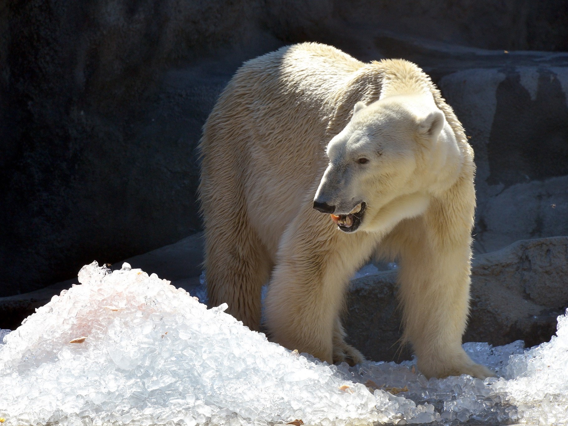 állatkert jegesmedvéje