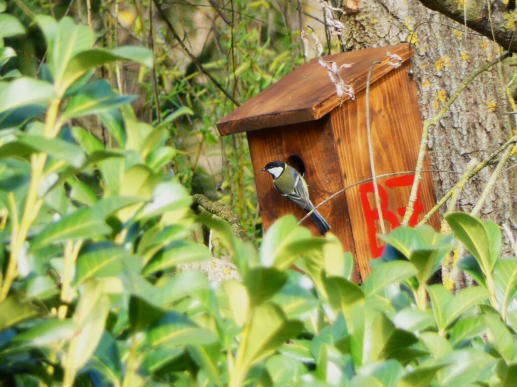 odutelep-szencinege Parus major
