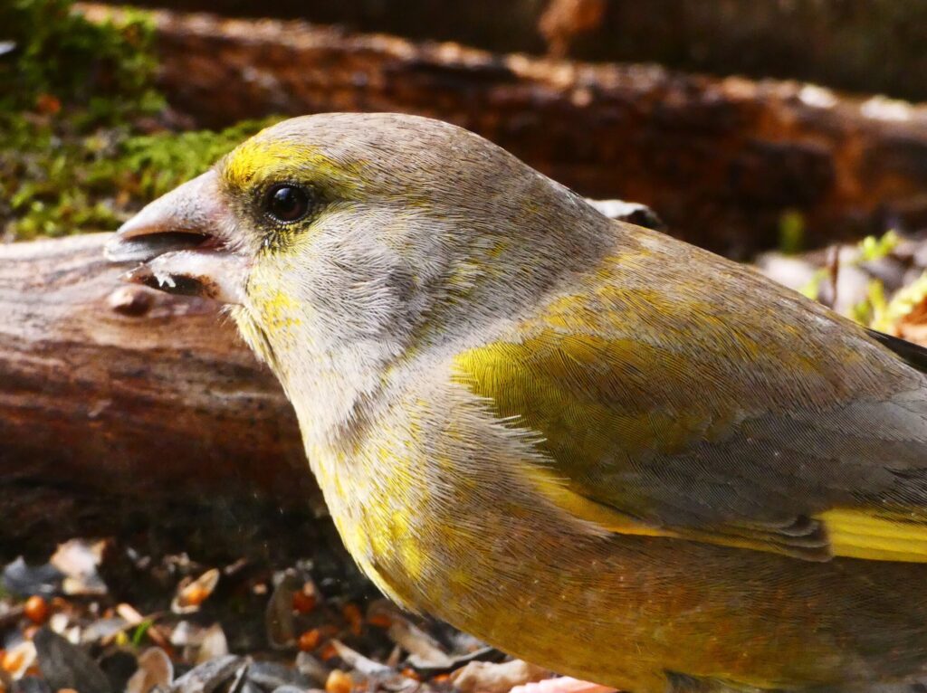 Zöldike Carduelis chloris pinty pintyek madáretetés kert