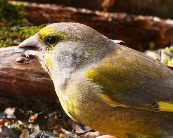 Zöldike Carduelis chloris pinty pintyek madáretetés kert