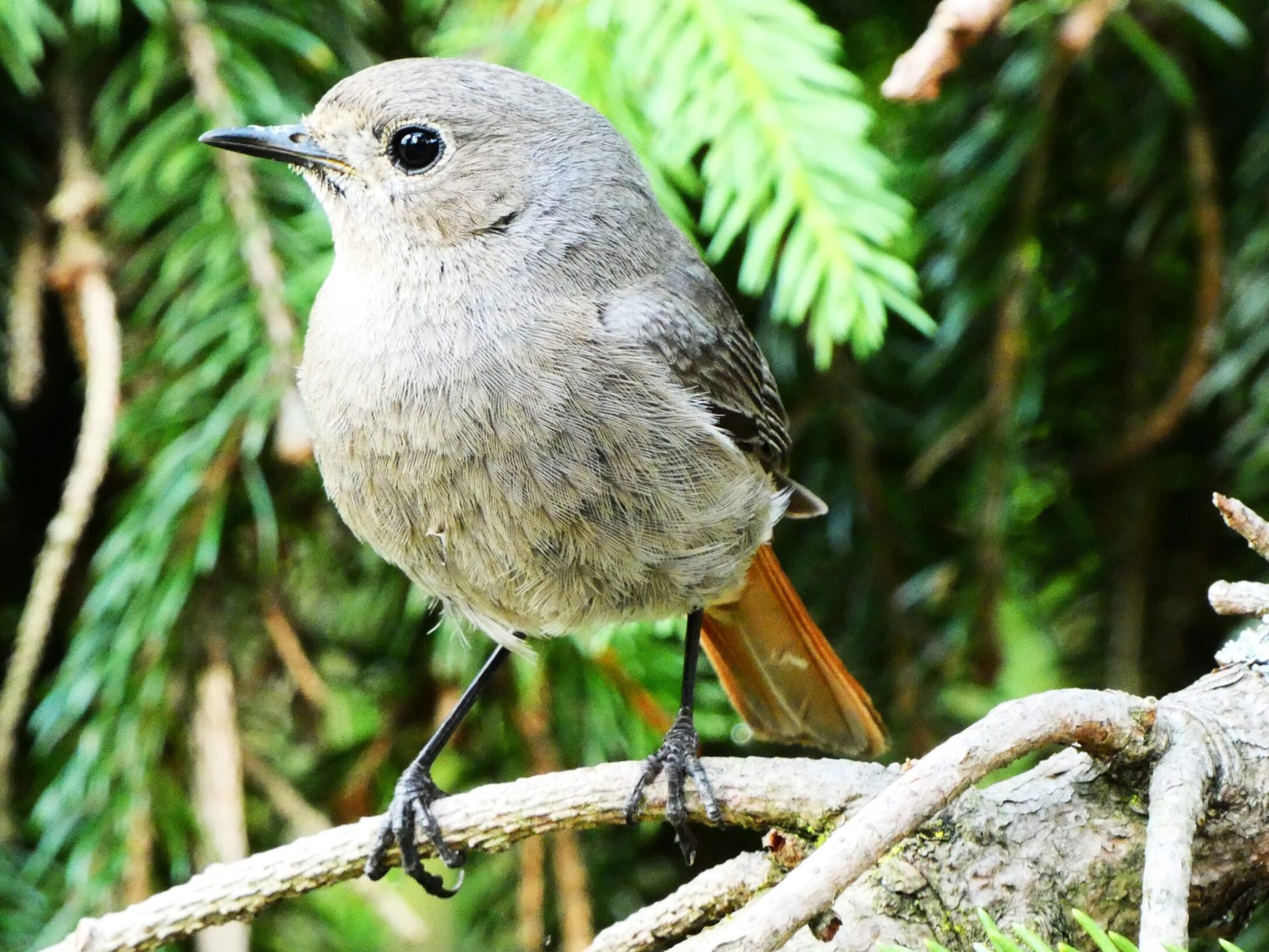 rozsdafarkúak Odett fiókák házi rozsdafarkú Phoenicurus ochruros redstar