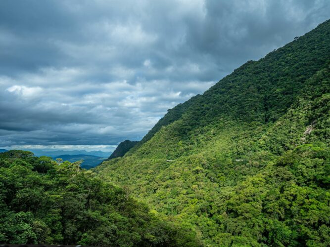 amazóniai esőerdők