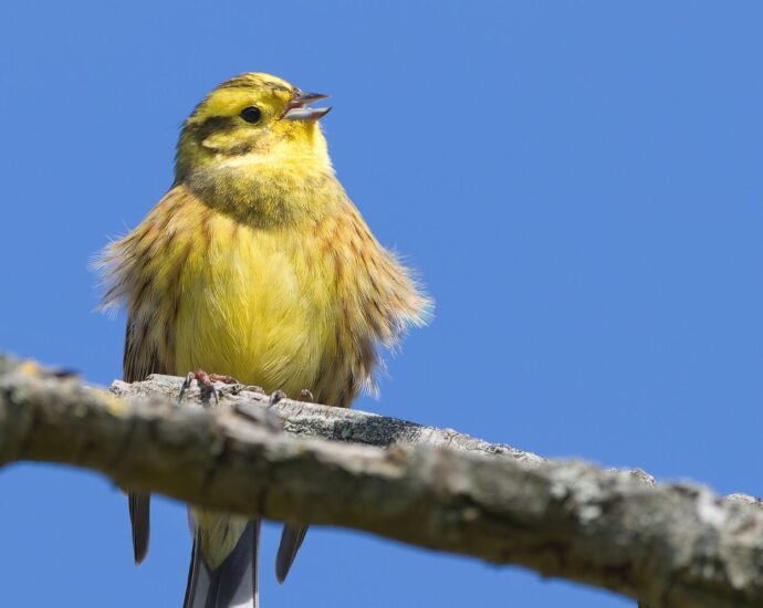 citromsármány Emberiza citrinella