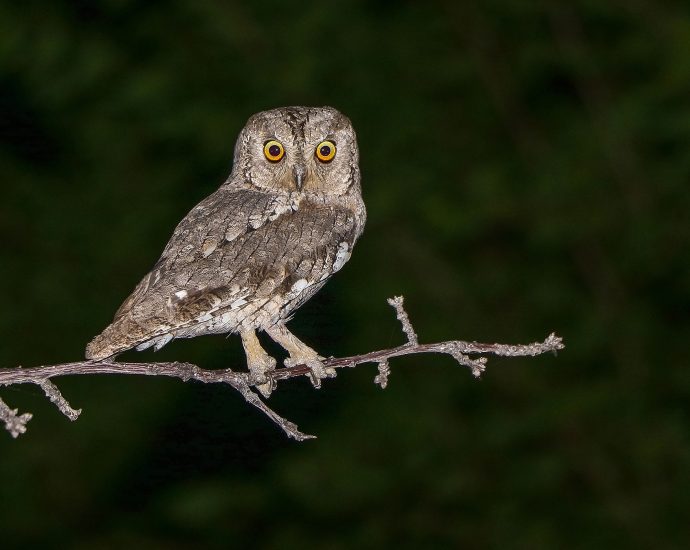 Eurasian Scops-owl (Otus scops) füleskuvik