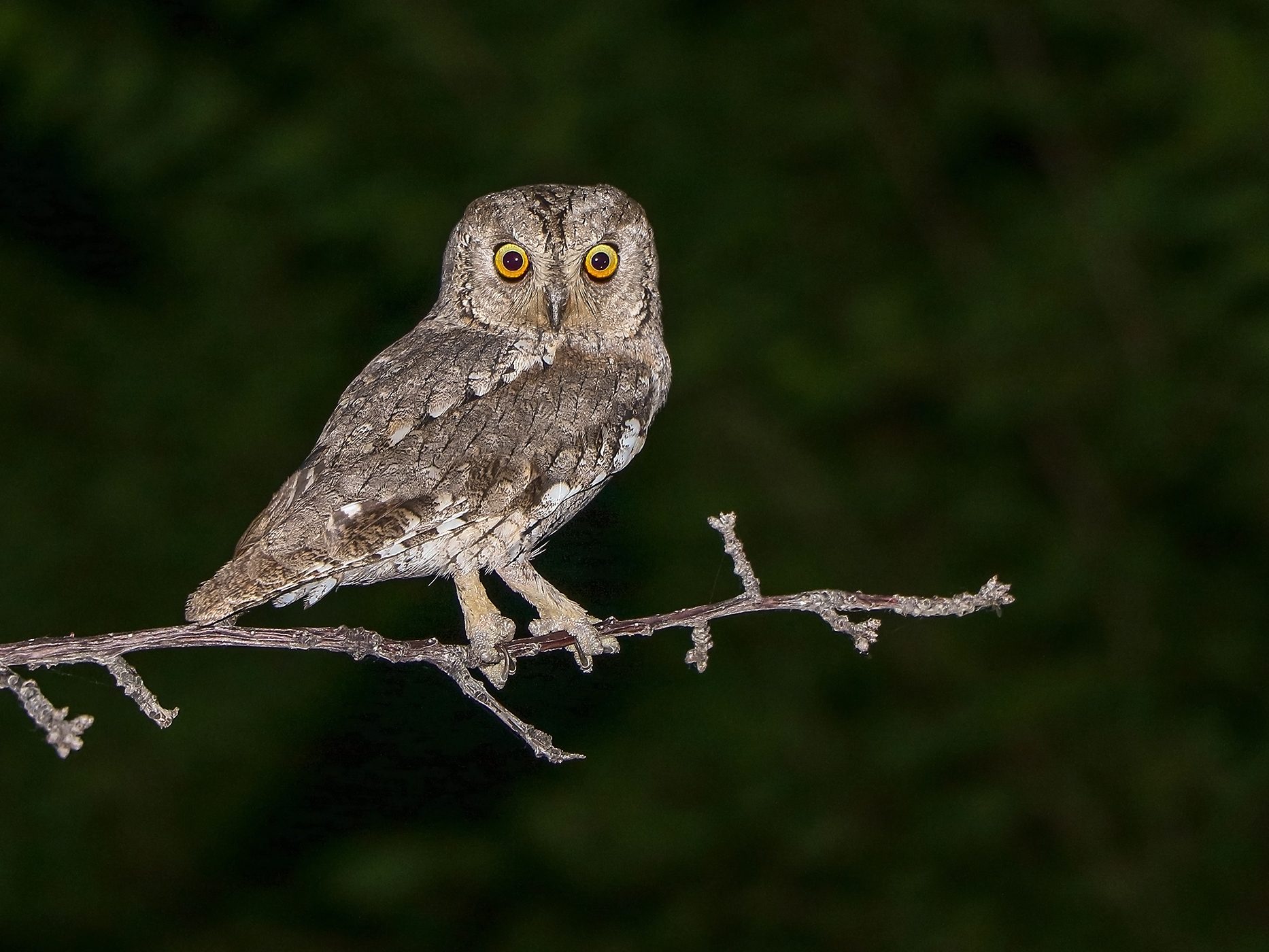 Eurasian Scops-owl (Otus scops) füleskuvik