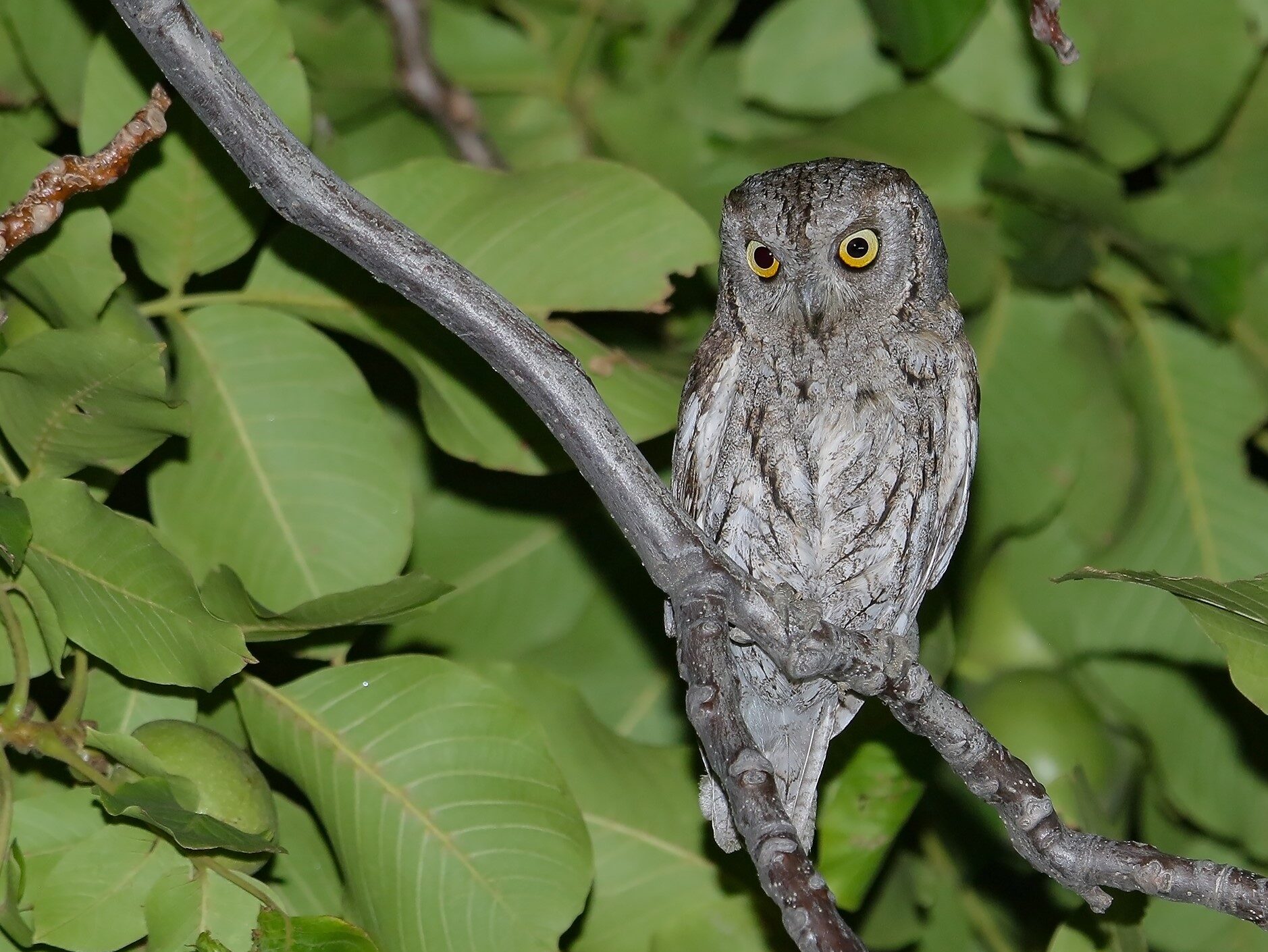 füleskuvik Otus scops telepítés odú