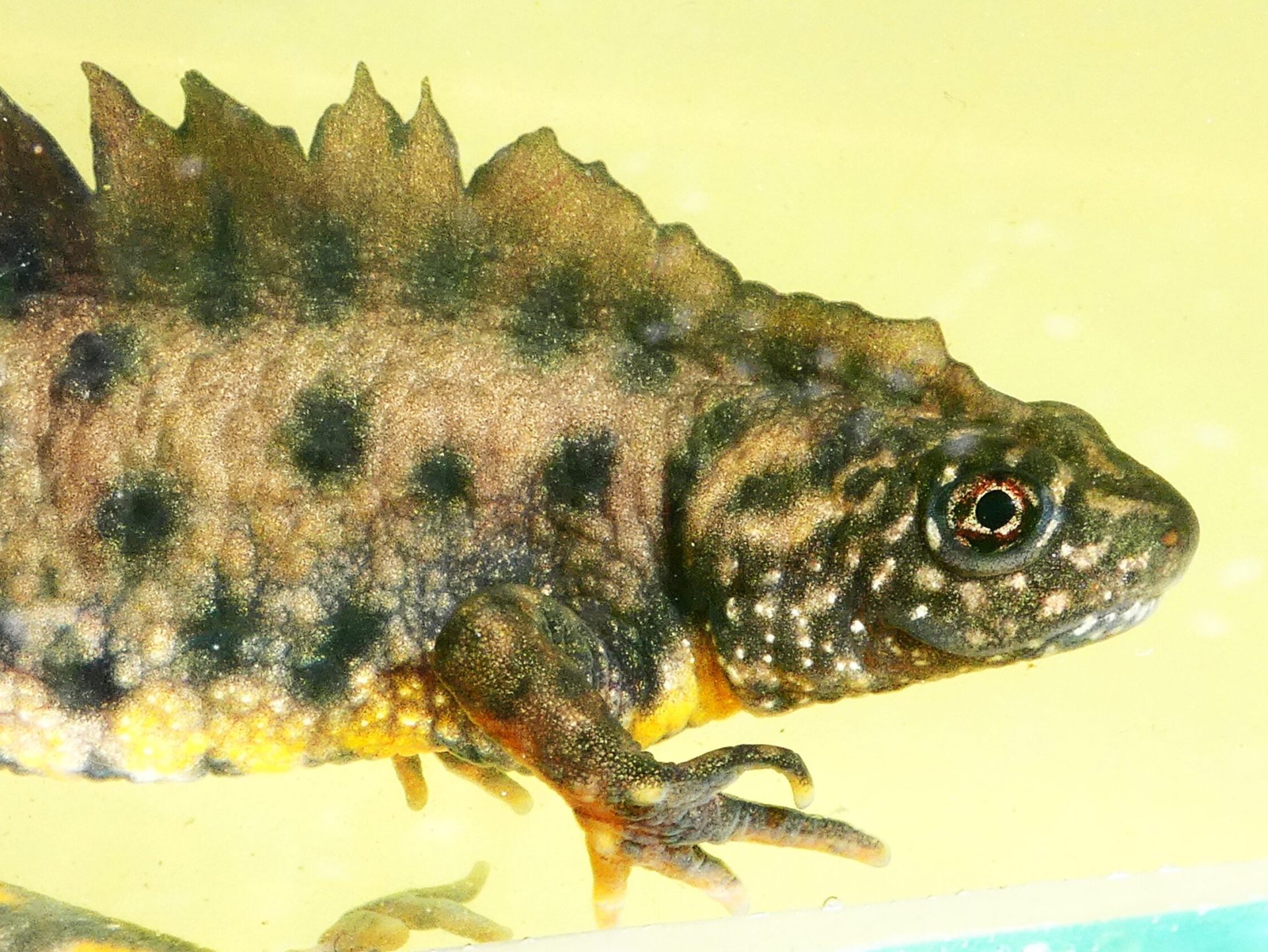 alpesi tarajosgőte 10
