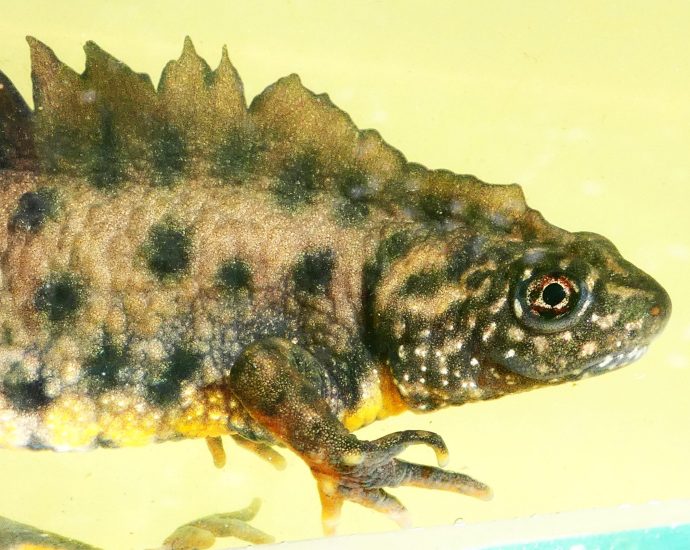 alpesi tarajosgőte 10