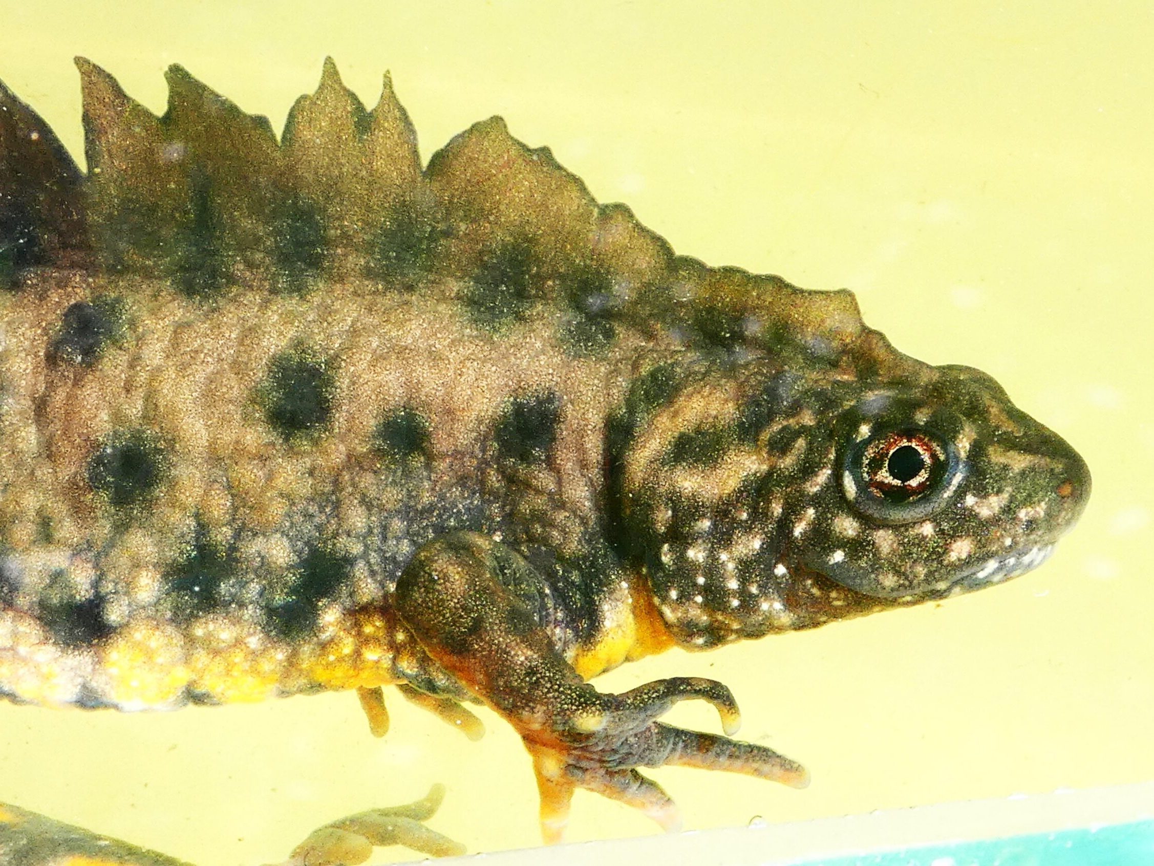 alpesi tarajosgőte 10