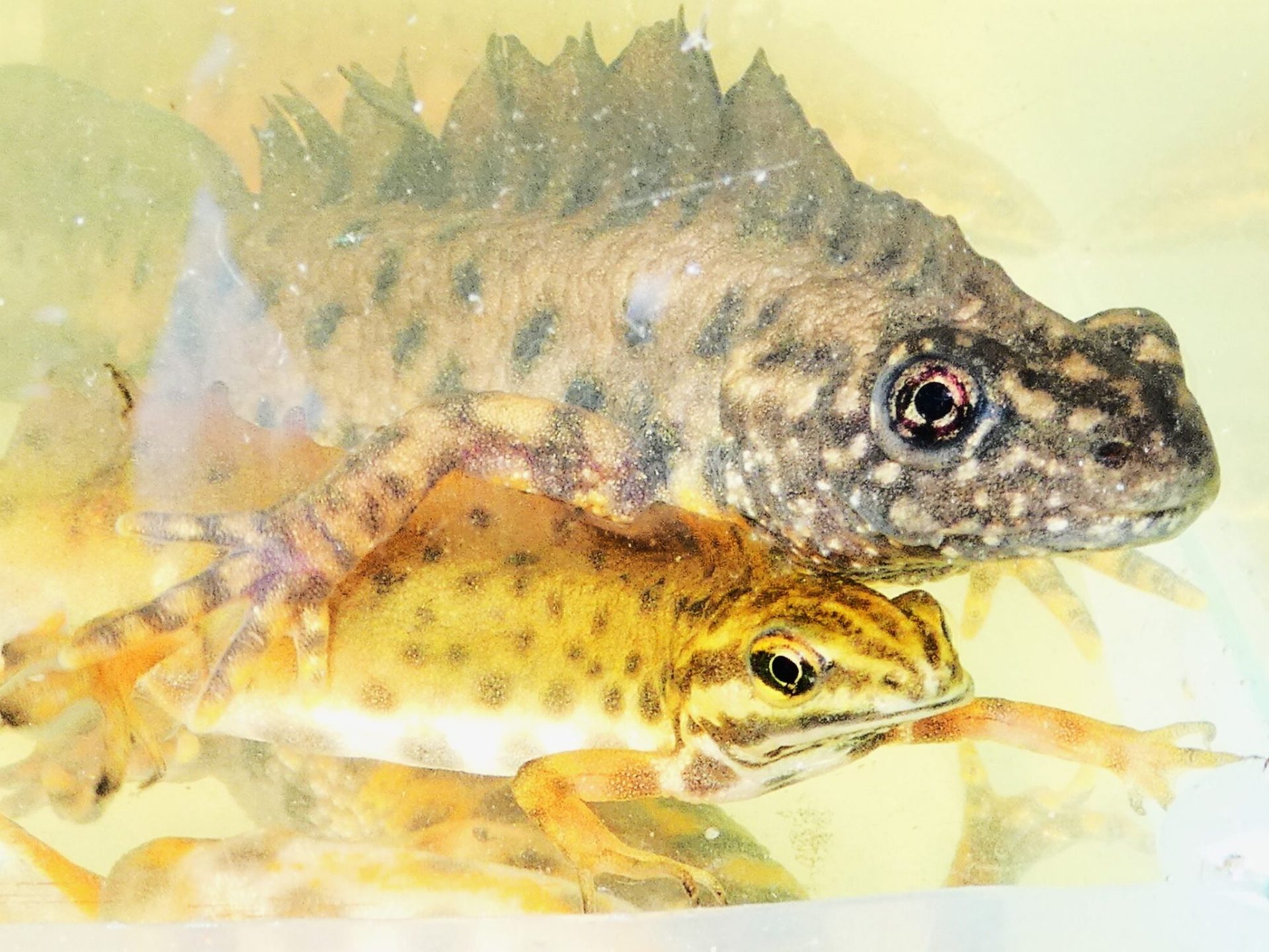 gote-pettyes-tarajos magyarország gőtéi gőtefajok