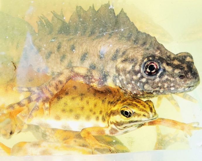 gote-pettyes-tarajos magyarország gőtéi gőtefajok