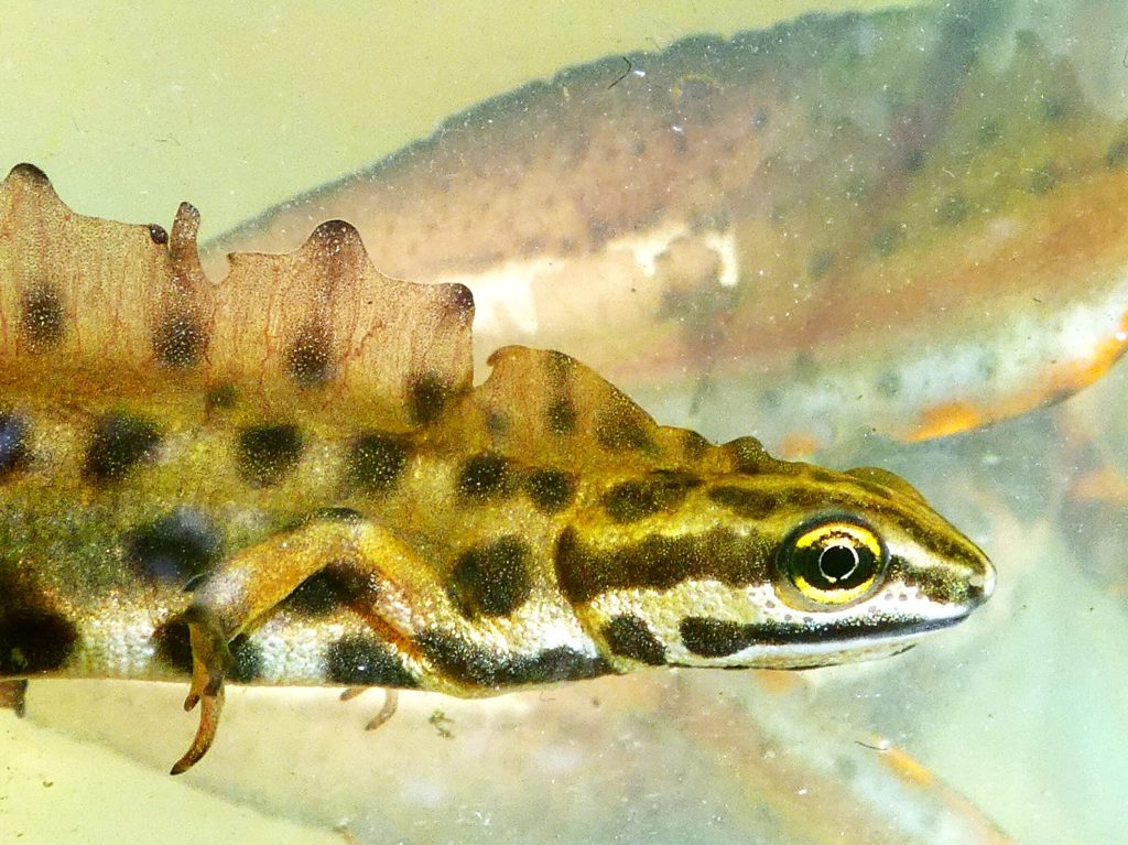 gote-pettyesek pettyes gőte Lissotriton vulgaris