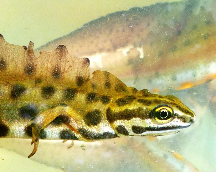 gote-pettyesek pettyes gőte Lissotriton vulgaris