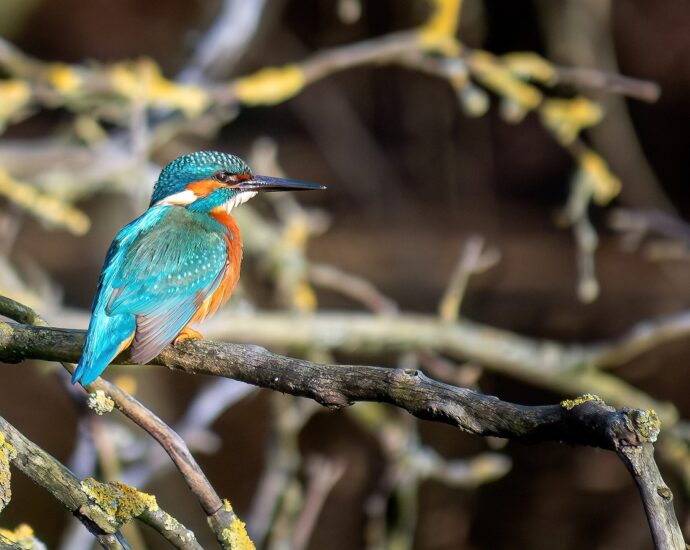 jégmadár pix Alcedo atthis