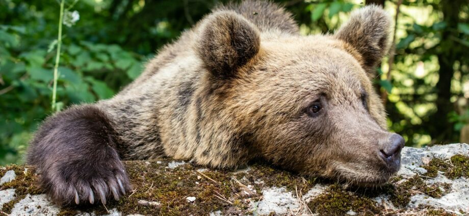 medvék Romániában