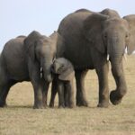 elefántok kommunikációja