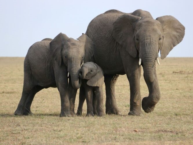 elefántok kommunikációja