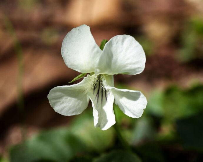 fehér ibolya Viola alba