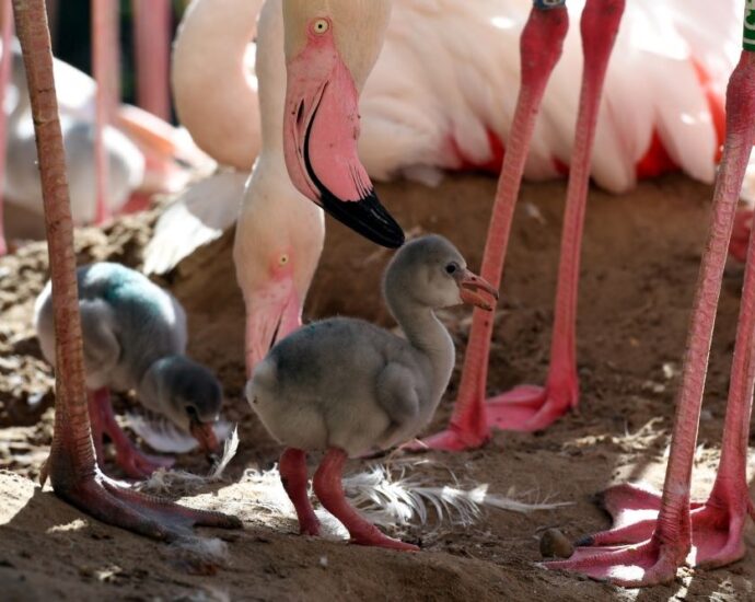 flamingófiókák